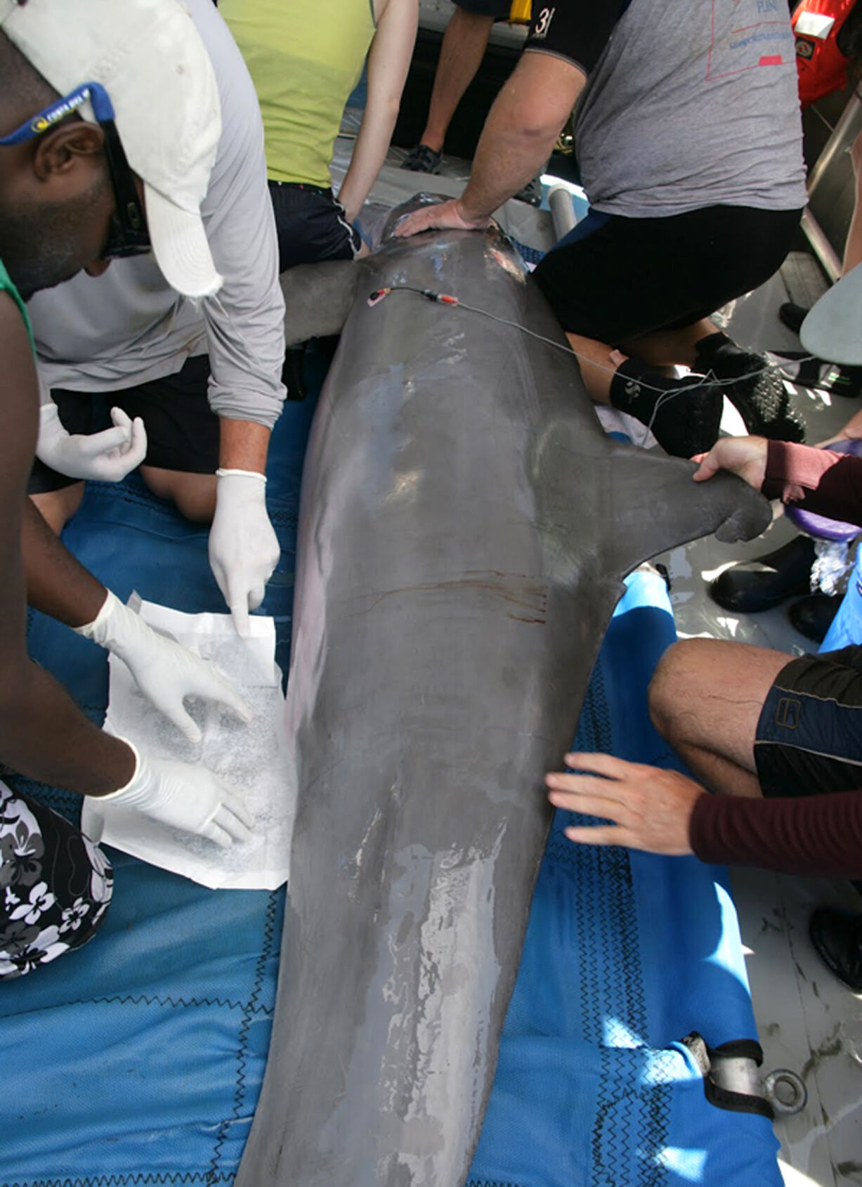 Post-BP spill dolphin testing